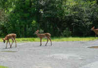 White-Tailed Deer (Odocoileus virginianus) - 222