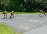 White-Tailed Deer (Odocoileus virginianus) - 223
