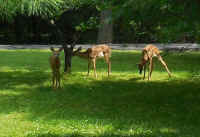 White-Tailed Deer (Odocoileus virginianus) - 225