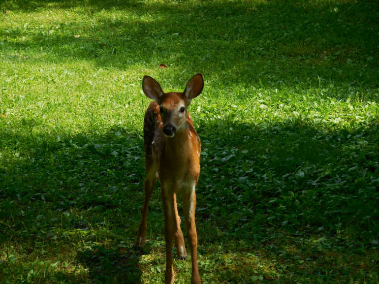 White-Tailed Deer (Odocoileus virginianus) - 226