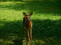 White-Tailed Deer (Odocoileus virginianus) - 226