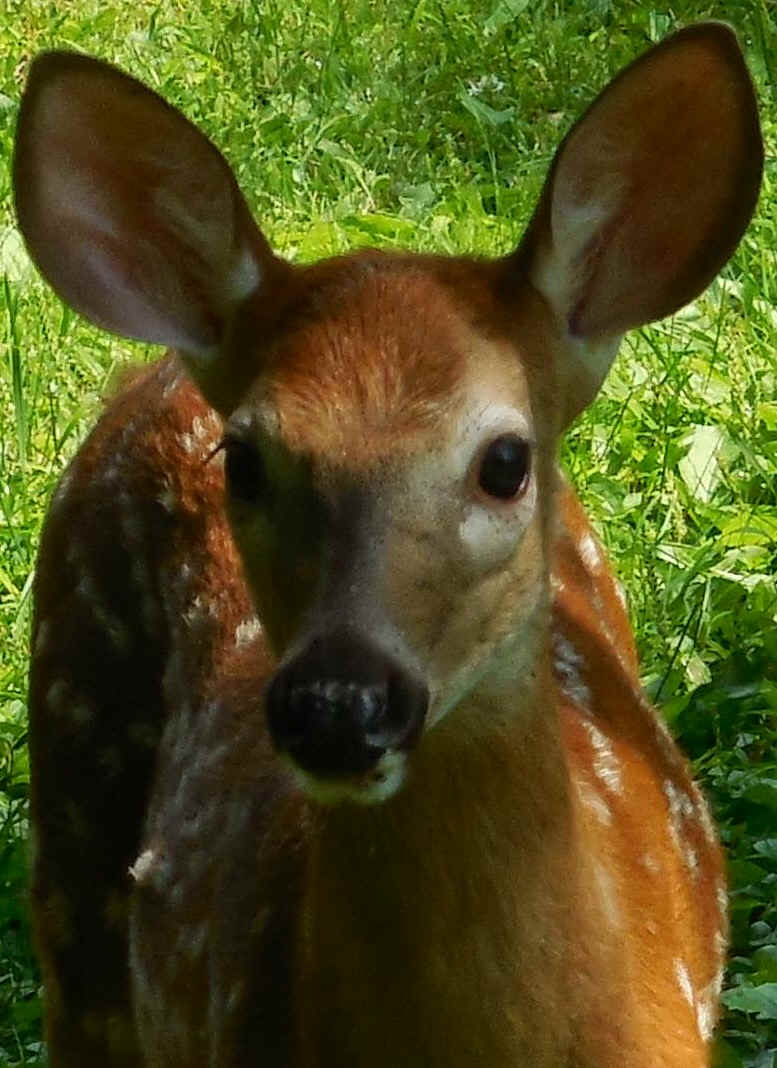 White-Tailed Deer (Odocoileus virginianus) - 226a