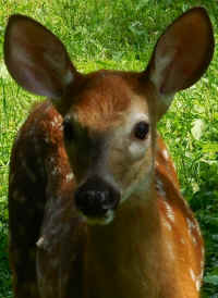 White-Tailed Deer (Odocoileus virginianus) - 226a