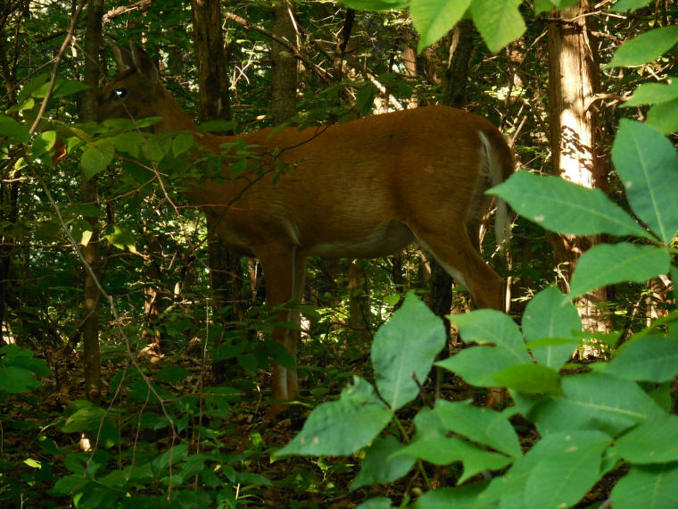 White-Tailed Deer (Odocoileus virginianus) - 229