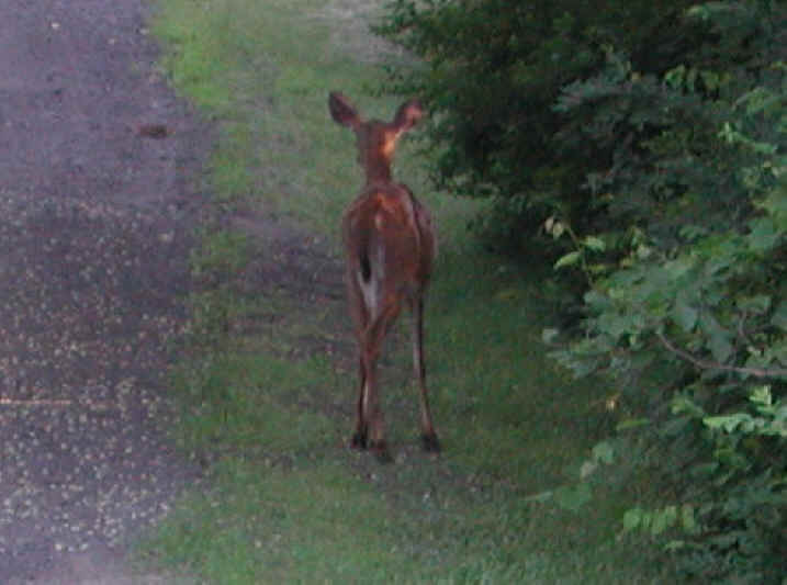 White-Tailed Deer (Odocoileus virginianus) - 23