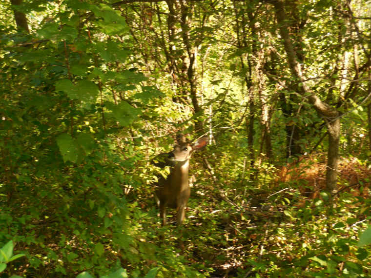 White-Tailed Deer (Odocoileus virginianus) - 230