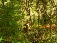 White-Tailed Deer (Odocoileus virginianus) - 230