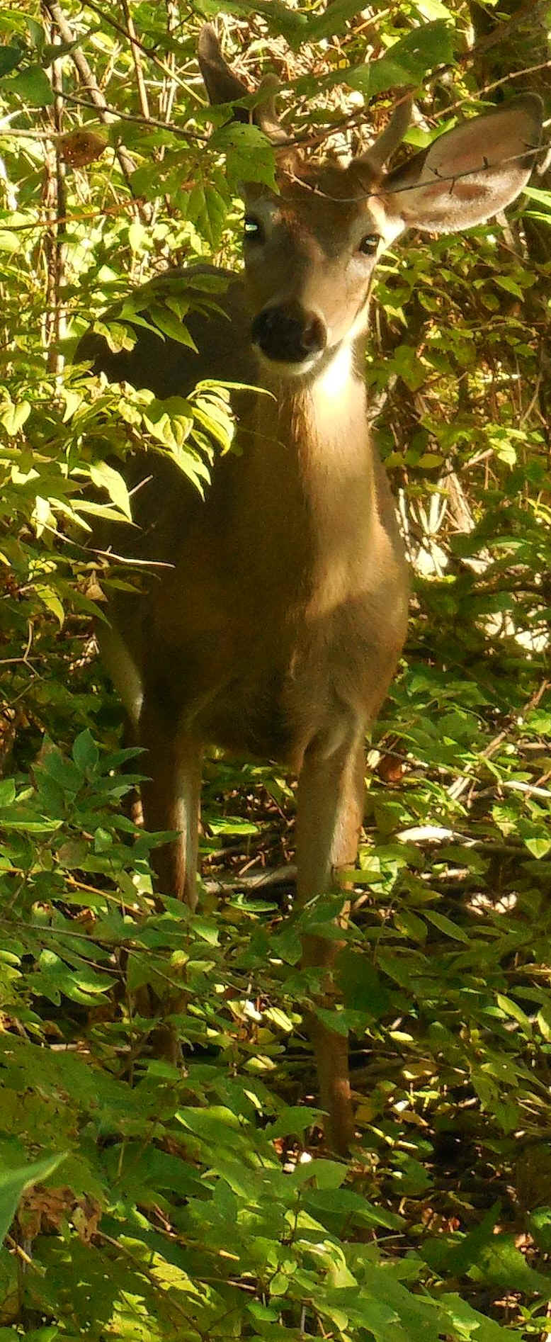 White-Tailed Deer (Odocoileus virginianus) - 231