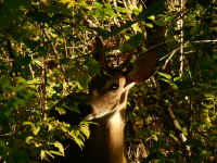 White-Tailed Deer (Odocoileus virginianus) - 232