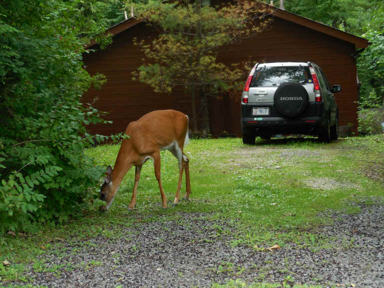 Deer - 233