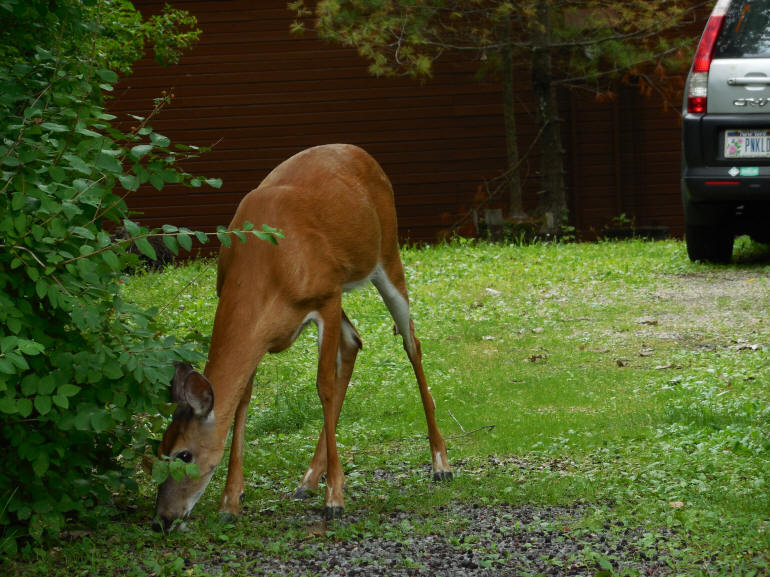 Deer - 234