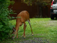 White-Tailed Deer (Odocoileus virginianus) - 234