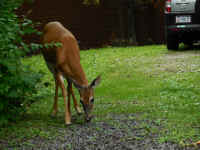 White-Tailed Deer (Odocoileus virginianus) - 235