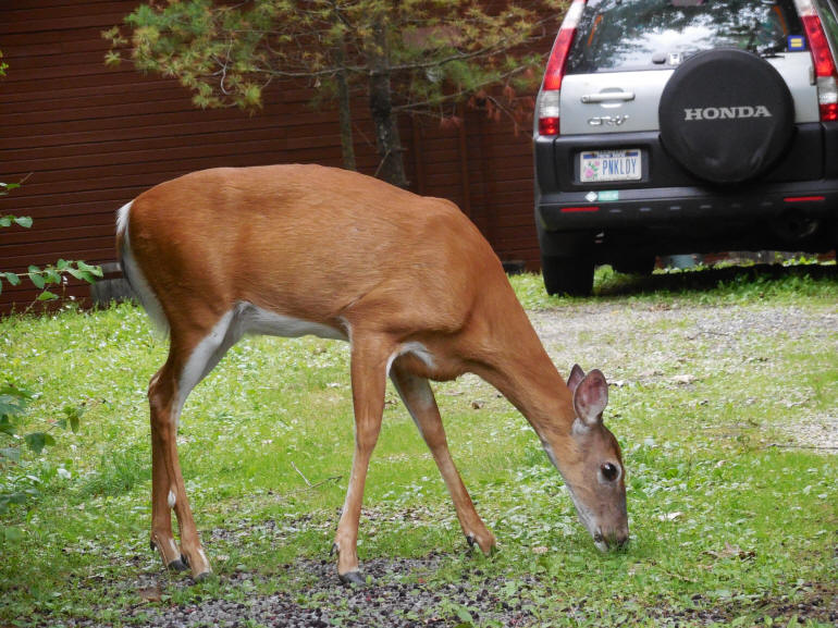 Deer - 236