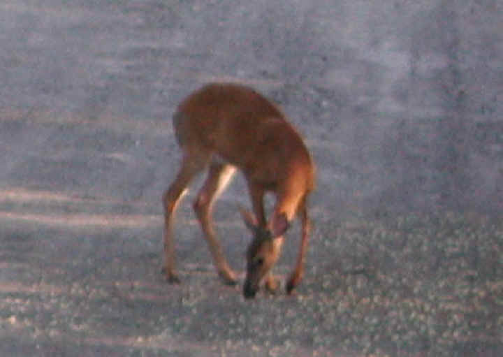 White-Tailed Deer (Odocoileus virginianus) - 28