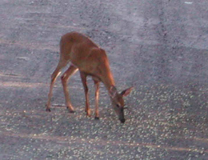 White-Tailed Deer (Odocoileus virginianus) - 29