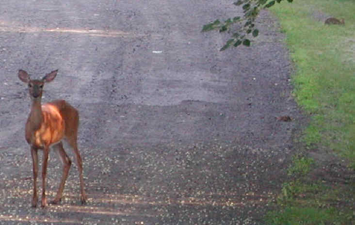 White-Tailed Deer (Odocoileus virginianus) - 30