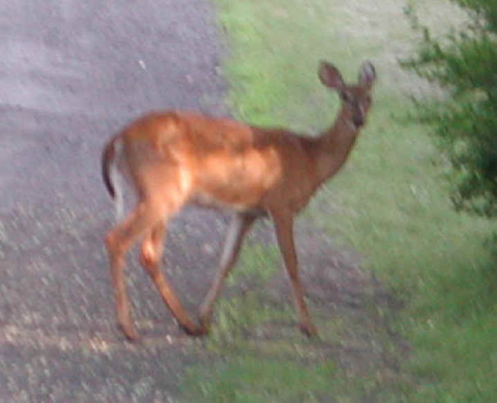 White-Tailed Deer (Odocoileus virginianus) - 32