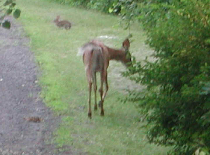 White-Tailed Deer (Odocoileus virginianus) - 36