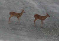 White-Tailed Deer (Odocoileus virginianus) - 37