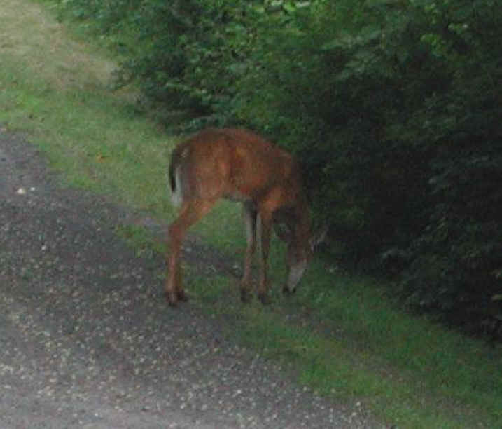 White-Tailed Deer (Odocoileus virginianus) - 37a