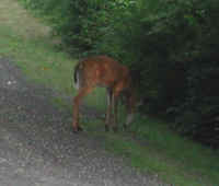 White-Tailed Deer (Odocoileus virginianus) - 37a