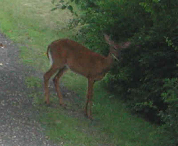 White-Tailed Deer (Odocoileus virginianus) - 38