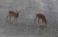 White-Tailed Deer (Odocoileus virginianus) - 38a