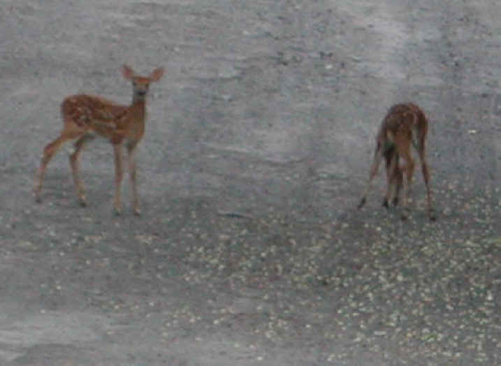 White-Tailed Deer (Odocoileus virginianus) - 39