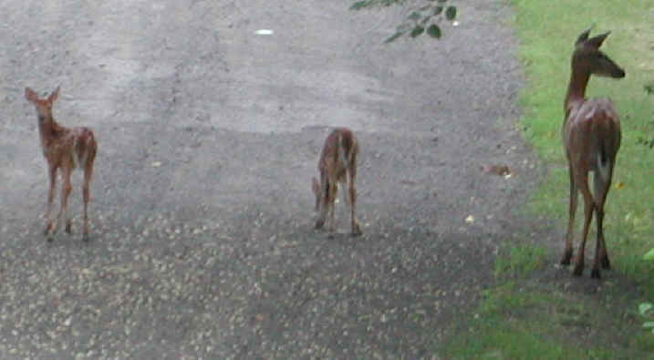 White-Tailed Deer (Odocoileus virginianus) - 40