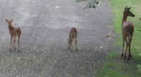White-Tailed Deer (Odocoileus virginianus) - 40