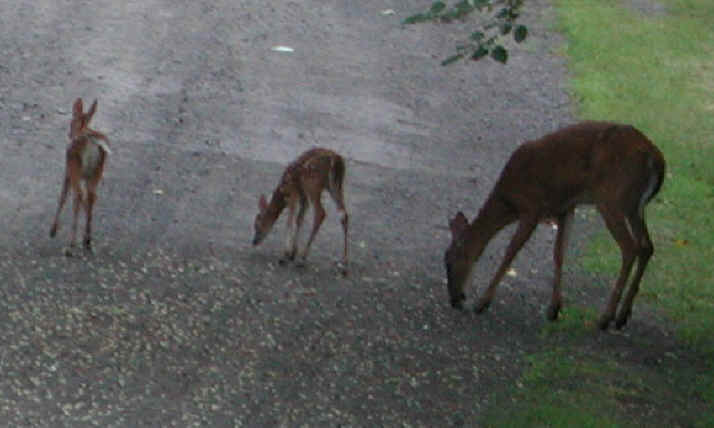 White-Tailed Deer (Odocoileus virginianus) - 41