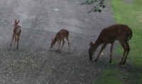 White-Tailed Deer (Odocoileus virginianus) - 41