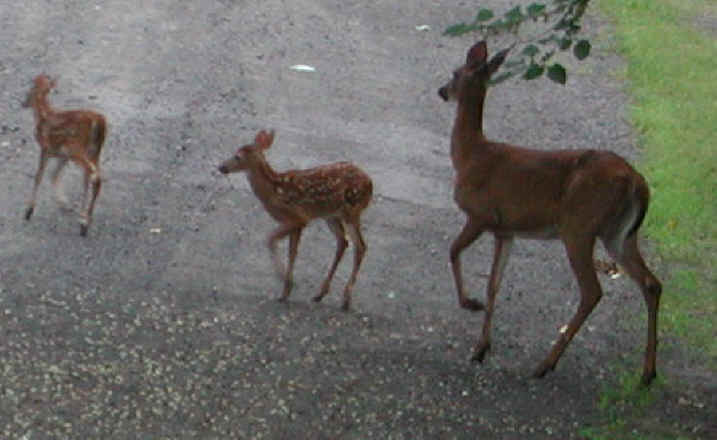 White-Tailed Deer (Odocoileus virginianus) - 42