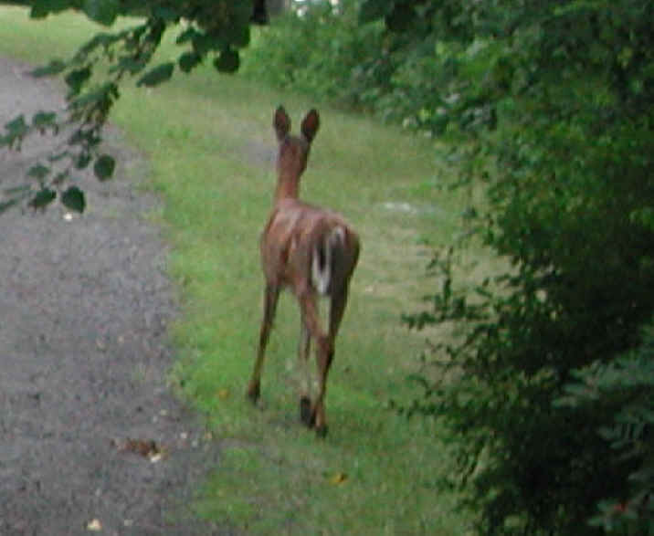 White-Tailed Deer (Odocoileus virginianus) - 43