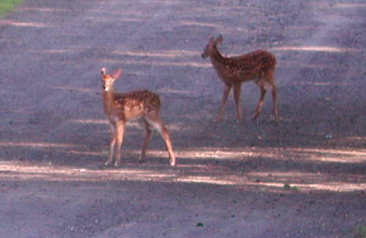 White-Tailed Deer (Odocoileus virginianus) - 47