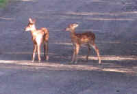 White-Tailed Deer (Odocoileus virginianus) - 48