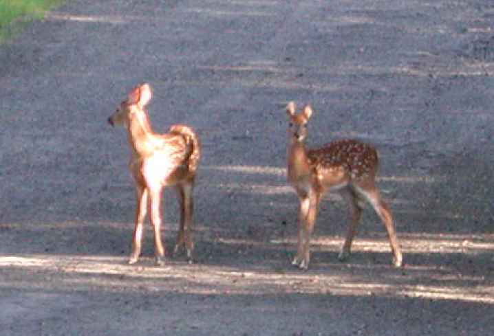 White-Tailed Deer (Odocoileus virginianus) - 50