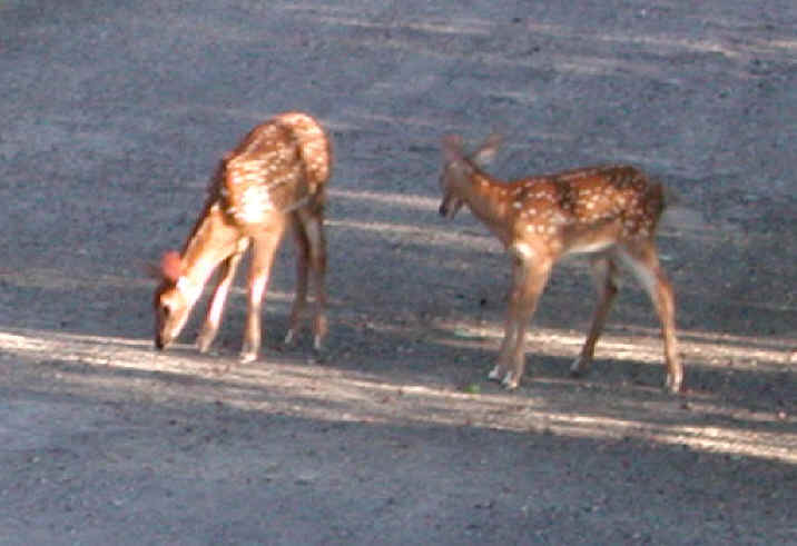 White-Tailed Deer (Odocoileus virginianus) - 53