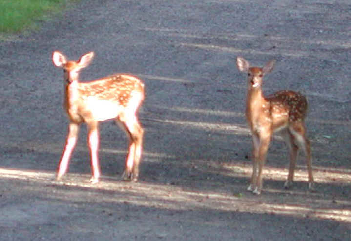 White-Tailed Deer (Odocoileus virginianus) - 55