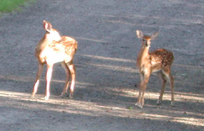 White-Tailed Deer (Odocoileus virginianus) - 56