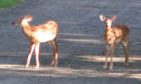 White-Tailed Deer (Odocoileus virginianus) - 58
