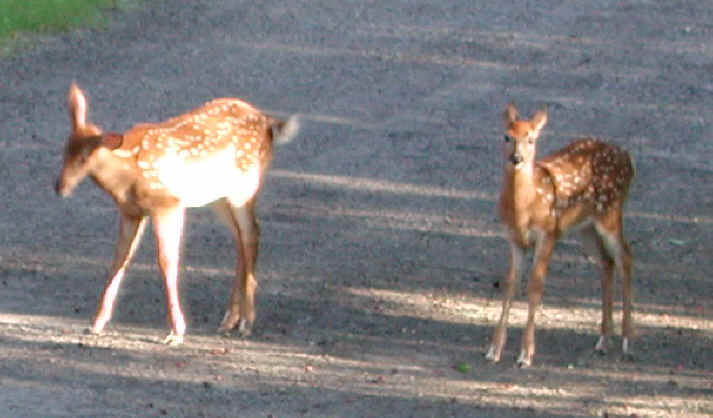 White-Tailed Deer (Odocoileus virginianus) - 59