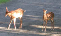 White-Tailed Deer (Odocoileus virginianus) - 59