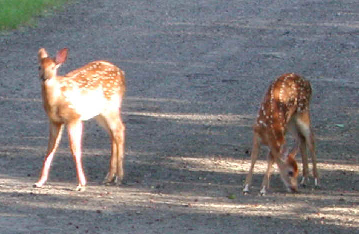 White-Tailed Deer (Odocoileus virginianus) - 60