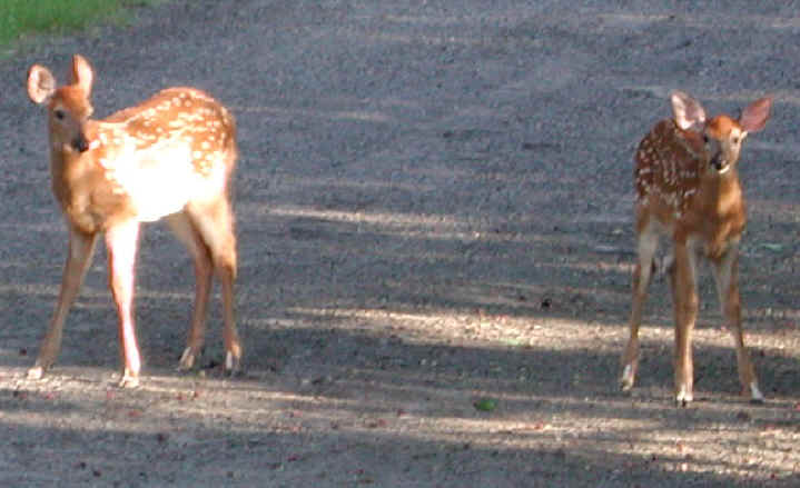 White-Tailed Deer (Odocoileus virginianus) - 63