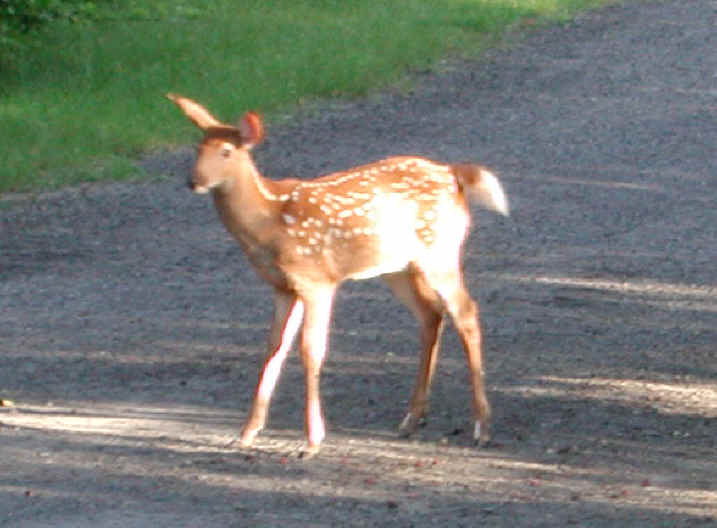 White-Tailed Deer (Odocoileus virginianus) - 64