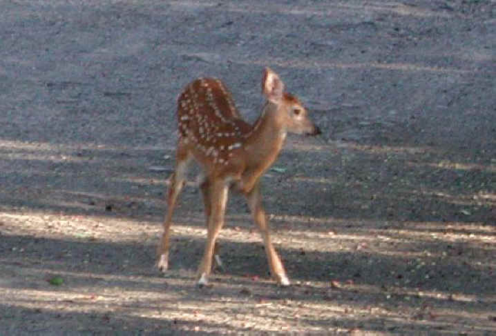 White-Tailed Deer (Odocoileus virginianus) - 64a