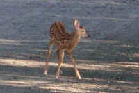 White-Tailed Deer (Odocoileus virginianus) - 64a