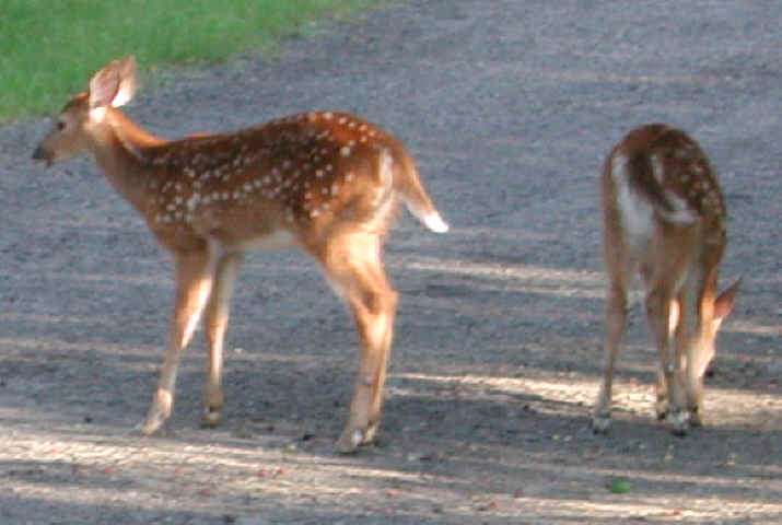 White-Tailed Deer (Odocoileus virginianus) - 65